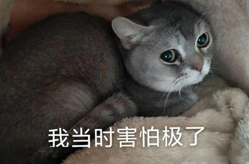 娱乐吃瓜酱内向的小猫